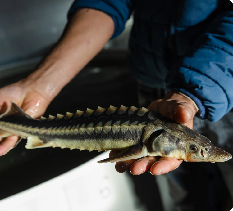 Sturgeon