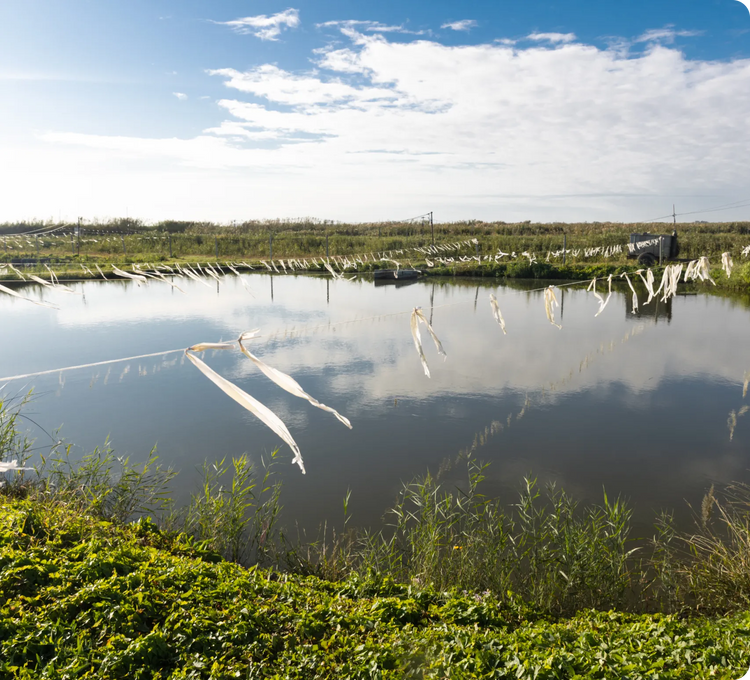 Danube Delta natural environment