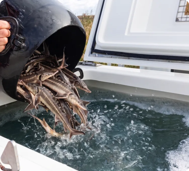 Release of juvenile sturgeon i