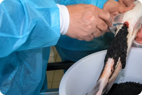 Harvesting sturgeon caviar