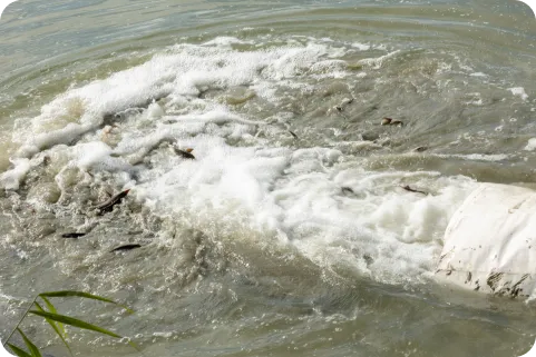 Releasing juvenile sturgeon into the Danube