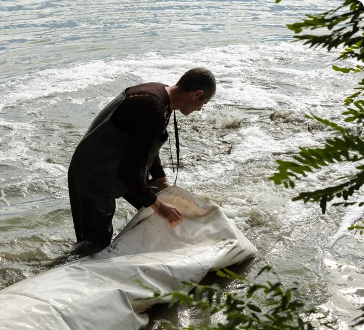 Juvenile sturgeon being released into the Danube
