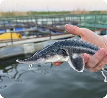 Sturgeon held in hand
