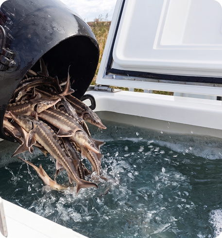 Juvenile sturgeon being released into the Danube