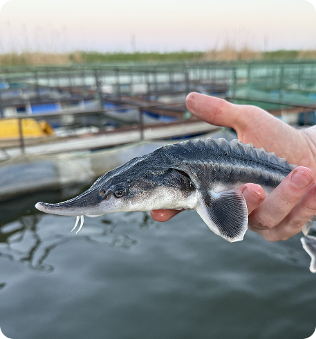 Juvenile sturgeon held in hand