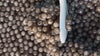 Sorting caviar with a spoon